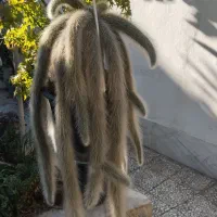 کاکتوس پیوندی کلکسیونی