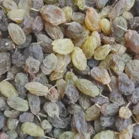 کشمش ، سایه خشک