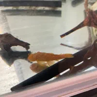 ماهی کت پوزبوته ای نرمعاوضه با کت پوزبوته ای ماده