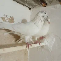 کفتر جفت
