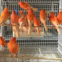 قناری رد فاکتور سرخ