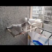 کفترطوقی هفترنگ