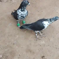 کفتر بزک|پرنده|خواف, |دیوار