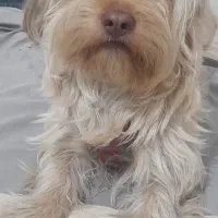 واگذاری سگ تریر فوری