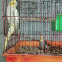 عروس هلندی|پرنده|میناب, |دیوار