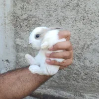 توله خرگوش|موش و خرگوش|بندر ماهشهر, |دیوار