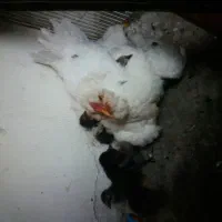 حراج|خوردنی و آشامیدنی|پیشوا, |دیوار