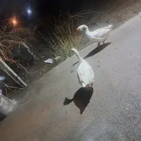 قو غاز|حیوانات مزرعه|نوشین شهر, |دیوار