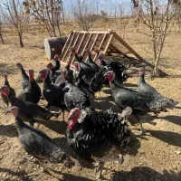 بوقلمون 7ماهه