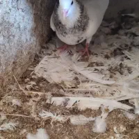 فروشی شش جفت طوقی پالخت|پرنده|بستک, |دیوار