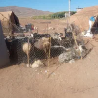 بزغاله
