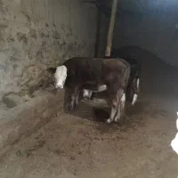 فروش تلیسه ماده