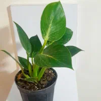 فیلندرون برکین