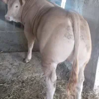 فروش گوساله سیمینتال پرواری جنس خالص