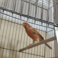 قناری دارچینی|پرنده|مبارکه, |دیوار