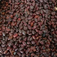 لو بیا عمده 100