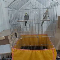 عروس هلندی مولد ب شرط دو جفت