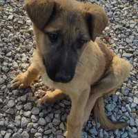 واگذاری سگ ماده