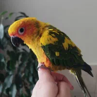 طوطی خورشیدی دستی|پرنده|رباط‌کریم, رباط‌کریم|دیوار