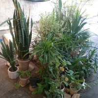 گلهای آپارتمانی
