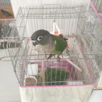 گرینچیک فول دستی|پرنده|بندرعباس, |دیوار