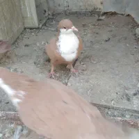 یک جفت زرد رسمی|پرنده|کرمان, |دیوار