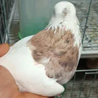 نر کرمانشاهی خال شکلاتی|پرنده|داران, |دیوار