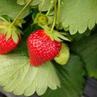 هورمون گلدهی شدید توت فرنگی|خدمات باغبانی و درختکاری|جیرفت, |دیوار