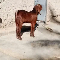 نربزپنچابی جوان 10ماهه|حیوانات مزرعه|مهرستان, |دیوار