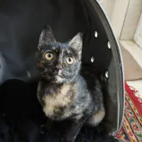 گربه|گربه|گرگان, |دیوار