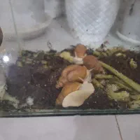 حلزون آلبینو تخم گذار