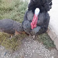 بوقلمون محلی