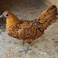 مرغ سبرایت رنگ گلد