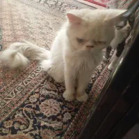 واگذاری