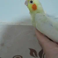 جوجه عروس سرلاکی لوتینو|پرنده|مشهد, ایثارگران|دیوار