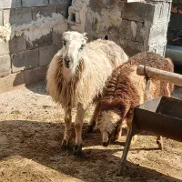 میش بره دار