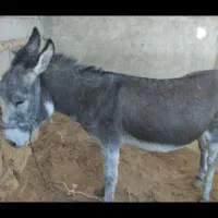 فروشی|حیوانات مزرعه|فولادشهر, مسکن مهر فولادشهر|دیوار