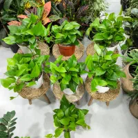 پتوس سبز سایز متوسط|گل و گیاه طبیعی|بندرعباس, |دیوار