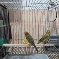 سبزچمنی اصیل ذات قدیم