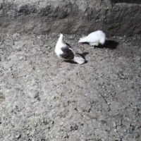 کبوتر