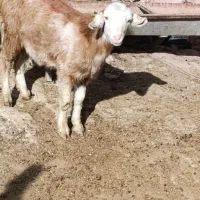 بزغاله ماده سانن سالم نژاددوقلوزا