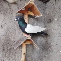 یازده تا بزرگه وهشت تا جوجه