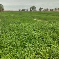 زمین کشاورزی خاک مرقوب