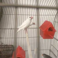 فنج نرگسی سفید با تخم