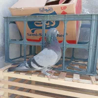 کفتر ماده سبز