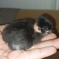 جوجه محلی یک روزه