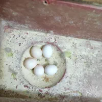 فروشی جفتی ۵۰۰|پرنده|شهرضا, |دیوار