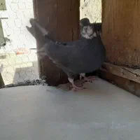 کفتر|پرنده|ساوه, |دیوار