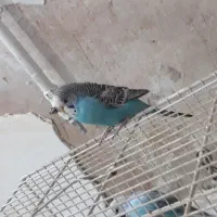 طاووسی نر