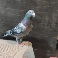 کفتر پلاکی|پرنده|قم, یزدان‌شهر|دیوار